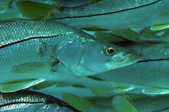 Common Snook-Centropomus undecimalis