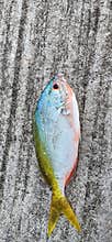 colourfull fish