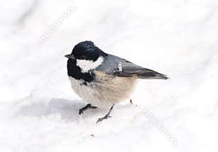 Coal Tit (Parus ater)