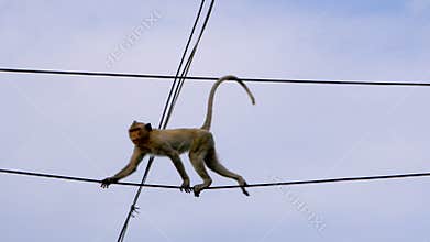 Wild monkey climbing on urban electrict power line