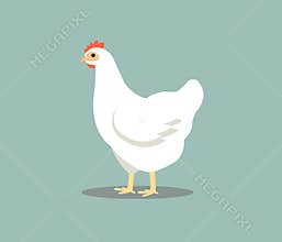 White hen isolated on gray background. Chicken vector illustration in color.