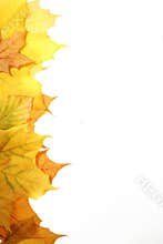 Autumn leaves