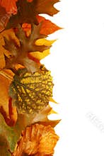 Autumn leaves