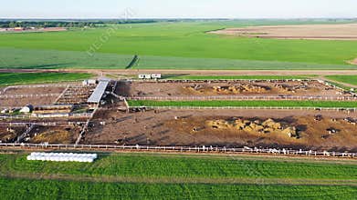 Paddocks with cows in outdoor livestock farm aerial summer evening