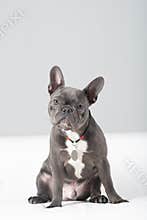 French bulldog portrait in studio sitting funny posing