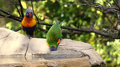 Rainbow lorikeets having a bath