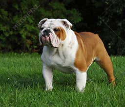 Male english bulldog