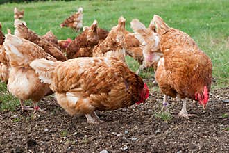 Free Range Hens