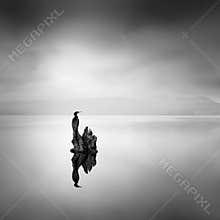 Minimal, Black and White image of a cormorant on a tree in the area of Axios Delta