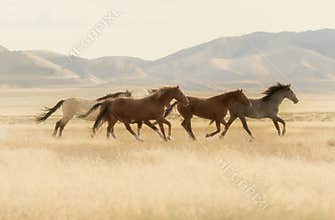 Wild Horses Running