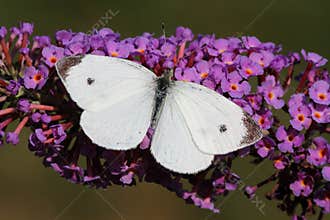 Cabbage White Butterfly