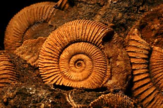Ammonite fossils