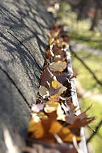 Fall Cleanup - Leaves in Gutter