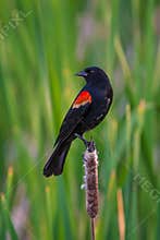 Red-winged blackbird