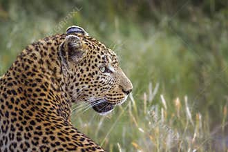 Leopard in Kruger National park, South Africa