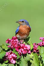 Eastern Bluebird