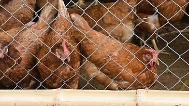 Brown layer chickens in cages made of wire mesh eating food in bamboo