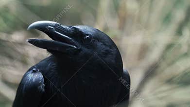 Head of black crow screaming in forest. Common raven rotating head in wood