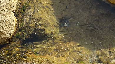 School of fish swims quickly near the shore of the Adriatic sea. Montenegro, Mogren beach in Budva