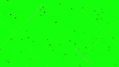 Flock of birds fliying from the right to left seamless loopable footage chroma key composition