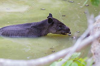 Wildlife: Baird Tapir is seen bathing in water reserve in the Jungle