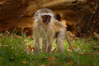 Vervet Monkey - Chlorocebus pygerythrus Old World monkey of the family Cercopithecidae native to Africa, very similar to malbrouck
