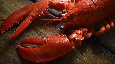 Steamed lobster seafood