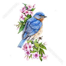 Bluebird sitting on blooming weigela pink bush watercolor illustration. Eastern sialia bird among tender spring flowers with green