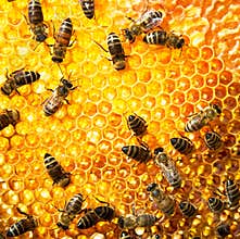 Working Bees