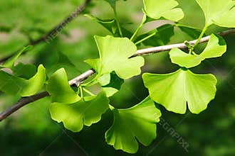 GINKGO BILOBA