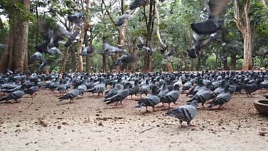 Closeup of a flock of pigeons flying away scared and alerted in a park