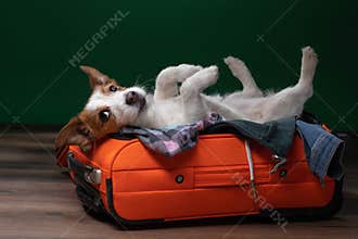 Dog travel. Jack Russell Terrier is lying and playing in a suitcase.