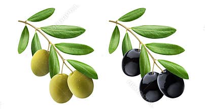Olive tree branch with green and black olives isolated on white background