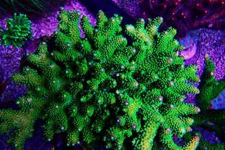 Acropora short polyps stony coral
