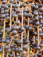 Acai