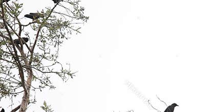 Treetop crows with copy space