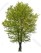 Cut out green tree. Tree in summer isolated