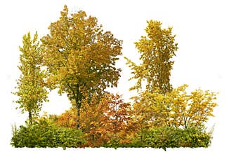 Cutout tree line. Mixed forest in autumn.