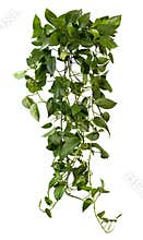 Cut out ivy plant. Tropical vegetation
