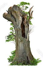Cutout hollow tree. Pruned tree