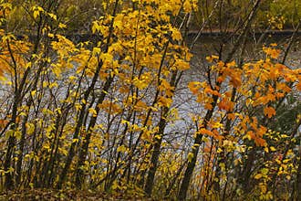 Autumn leaves on bushes by riverside