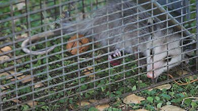 Small possum in animal trap