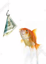 Goldfish and dollar