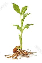 Sprout of bean.
