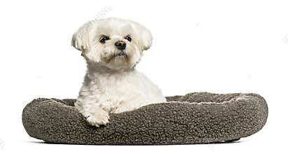 Maltese sitting in dog bed against white background