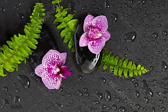 Black massage stones, green leaves and orchid flowers, spa top view flat lay