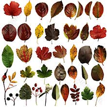Set of isolated, autumn leaves and berries on a white background. Leaves: gooseberry, apple tree, chokeberry, walnut, rose hip,
