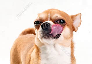 Happy Chihuahua licking oneself close-up