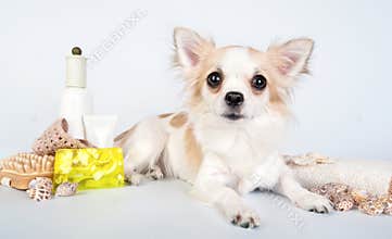 Chihuahua with spa accessories