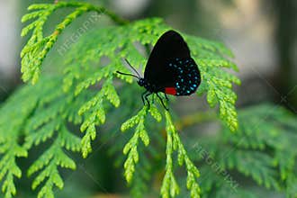 Black Butterfly with Blue spots. Lycaenidae Gossamer Wings.